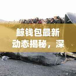 鲸钱包最新动态揭秘,深度洞察2024年11月15日