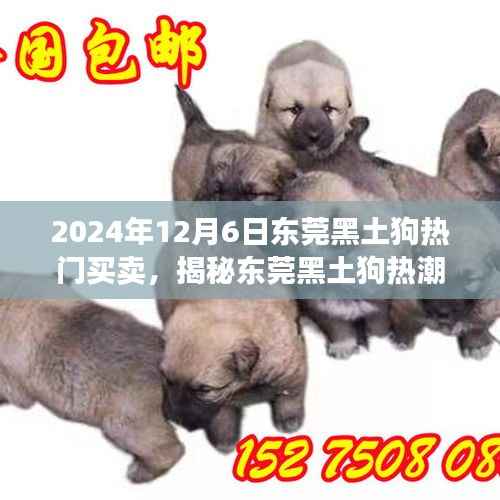 揭秘东莞黑土狗热潮,探寻热门买卖背后的故事,特别报道(2024年12月6日)