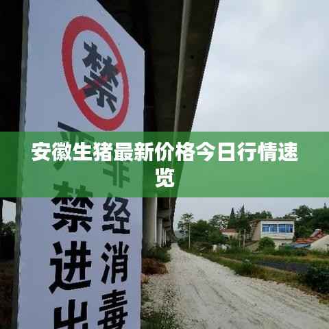 安徽生猪最新价格今日行情速览