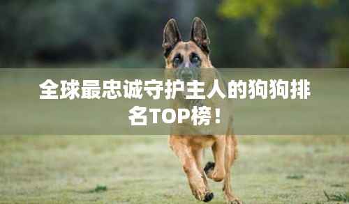 全球最忠诚守护主人的狗狗排名TOP榜!