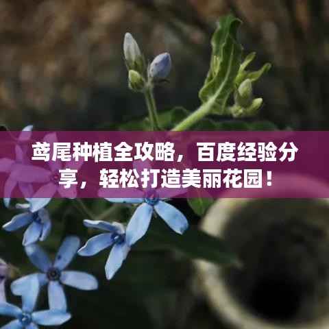 鸢尾种植全攻略,百度经验分享,轻松打造美丽花园!