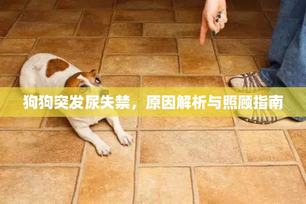 狗狗突发尿失禁,原因解析与照顾指南