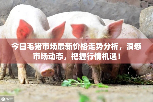 今日毛猪市场最新价格走势分析,洞悉市场动态,把握行情机遇!